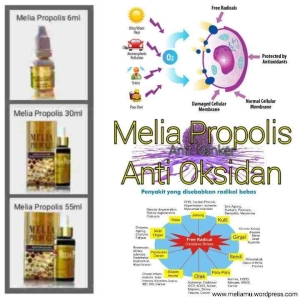 Melia Propolis Untuk Anti Oksidan