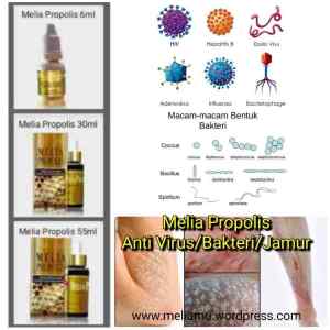 Melia Propolis Untuk Anti Viurs, Bakteri dan Jamur